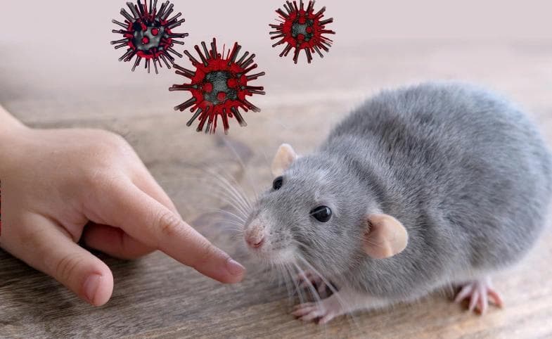 Hantavirus Terdeteksi di Jakarta, Warga Diminta Waspada Penyebaran dari Tikus